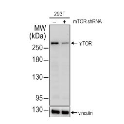 mTOR antibody [C3], C-term (GTX101557)